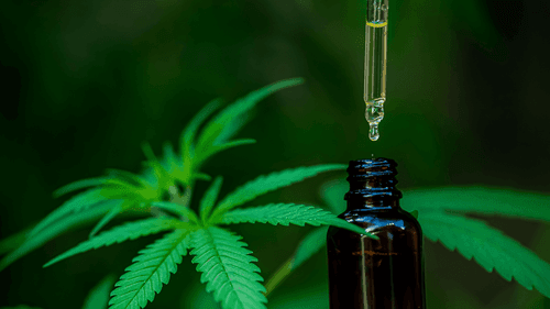 Conad recomenda regulamentação urgente da cannabis medicinal