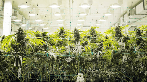 Operadora de cannabis expande portfólio com novas aquisições e investimentos estratégicos