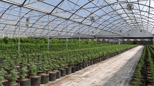 Farmacêutica de cannabis do Canadá vende instalações por US$ 5,5 milhões