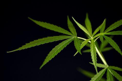 Maconha pode deixar lista de substâncias altamente nocivas à saúde nos EUA 