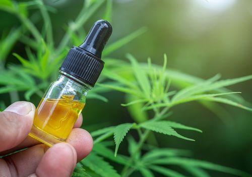 Alko foca em cannabis e projeta crescimento de 45% para 2025