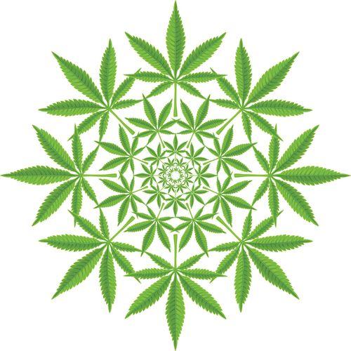 Cannabis pode induzir estado psicodélico? Saiba o que pesquisadores descobriram 