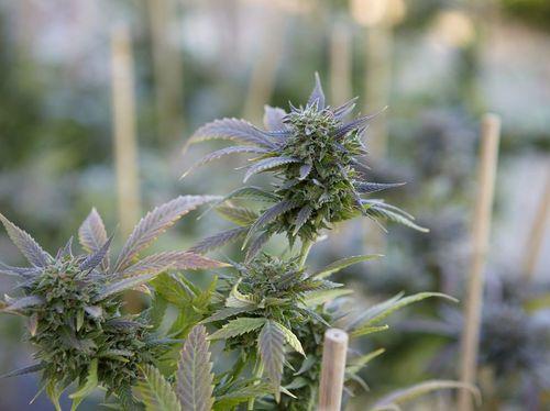 A realidade da cannabis no Brasil: uma perspectiva crítica 