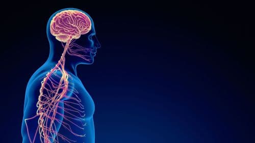 Congresso internacional reunirá especialistas para debater avanços da endocanabinologia