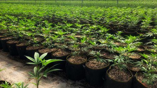 Associations may have more space in the debate on the regulation of cannabis cultivation in Brazil