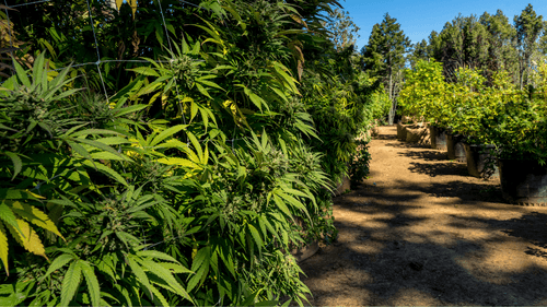Imagem da noticia: A promissora expansão da cannabis medicinal e do cânhamo industrial no Brasil