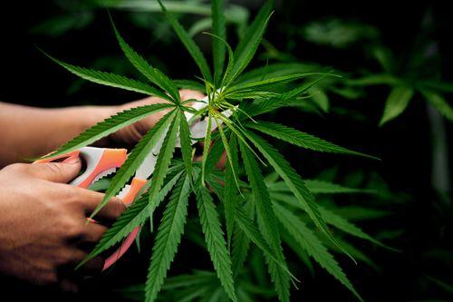 Justiça concede liminar de cultivo de cannabis para paciente com transtornos mentais 