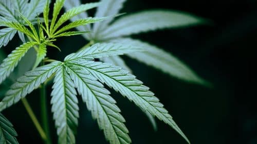 Imagem da noticia: Embrapa aponta caminhos para o cultivo de cannabis no Brasil, afirma Beatriz Emygdio