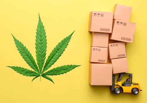 Imagem da noticia: A logística dos produtos de cannabis: um nicho essencial para a cadeia de suprimentos medicinais