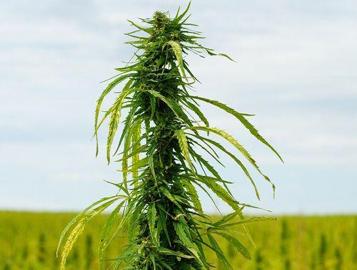 Estado norte-americano rejeita proposta de aumento do limite de THC para cânhamo