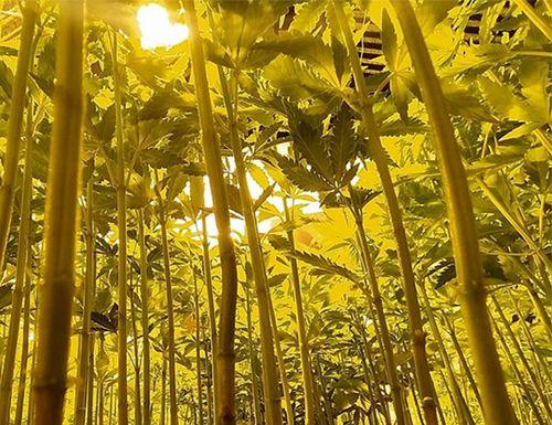 Germinare: acessibilidade rumo à Medical Cannabis Fair 2024 