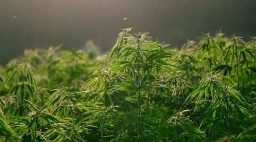 O potencial agronômico da cannabis nos EUA: uma revolução nas plantações 