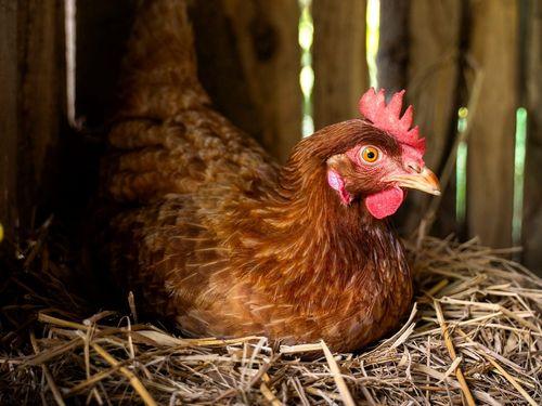 FDA aprova farinha de sementes de cânhamo na alimentação de galinhas poedeiras 