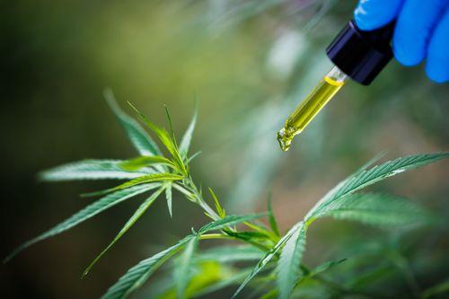 Município gaúcho discute implementação do Programa de Uso da Cannabis Medicinal 