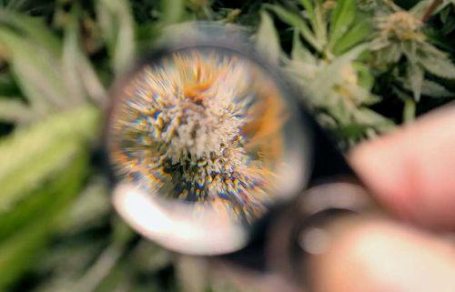 Tricomas da cannabis: pequenas estruturas, grandes funções 
