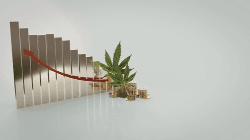 Imagem da noticia: Legalização da cannabis recebe 80% de apoio nas primárias democratas do Texas