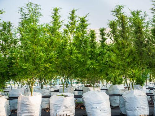 Empresas exportaram US$ 3 milhões em cannabis em um ano no Uruguai