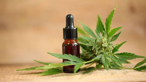 Imagem da noticia: Anvisa prohíbe ocho productos de cannabis por falta de registro