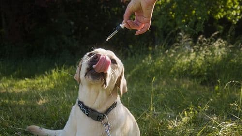 Imagem da noticia: "Legally consolidates what had already been built," says veterinarian about new Anvisa regulation