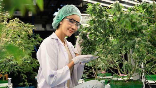 Imagem da noticia: Unicamp, UFABC e ABECMed firmam parceria para fortalecer pesquisas em cannabis medicinal