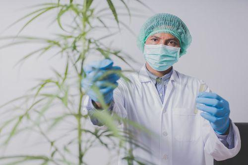 As barreiras das políticas públicas que freiam as pesquisas com cannabis no Brasil
