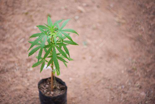STJ autoriza cultivo de cannabis para paciente com  visão subnormal