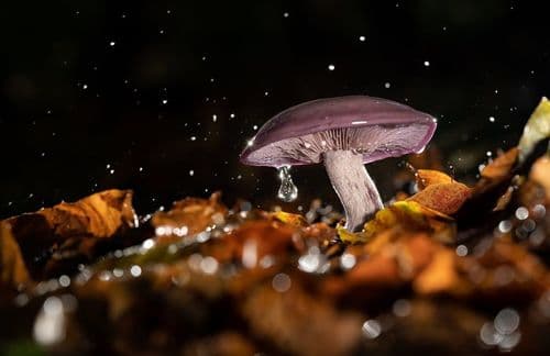 <strong>Cogumelo mágico X Enxaqueca</strong>