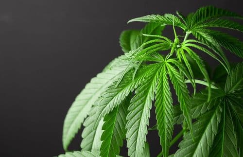 <strong>7 perguntas comuns sobre cannabis medicinal</strong>