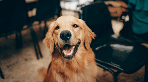 <strong>Os benefícios do CBD para cães com dor crônica</strong>