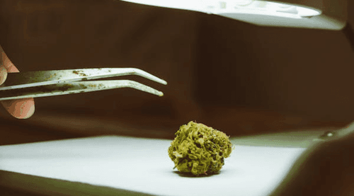 <strong>Dia mundial da maconha reforça debates sobre a planta do uso medicinal ao adulto</strong>