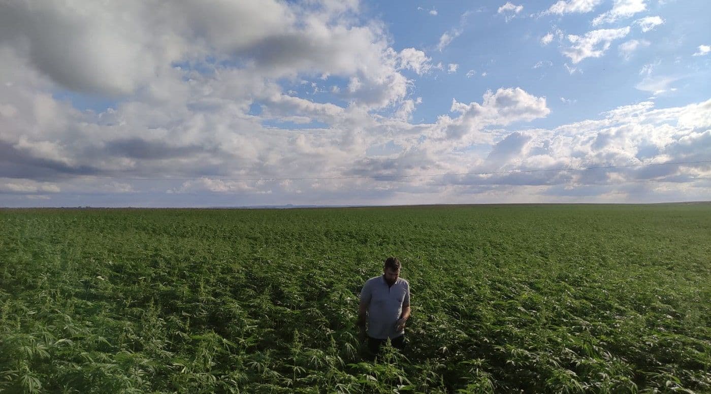 <strong>Dizer que o cânhamo irá dominar a agricultura brasileira é uma panaceia: Veja a análise de Rolim</strong>