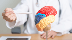 Cannabis y Alzheimer: la combinación de CBD y THC se muestra más eficaz que el uso individual de cada compuesto