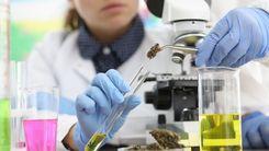 Universidades brasileiras avançam em pesquisa para padronizar cannabis medicinal