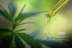 CBD: O Uso terapêutico sem riscos de dependência