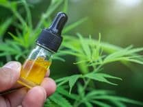 CBD enhances the effects of THC instead of mitigating them, new cannabis study reveals