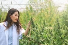 Thailand signals cannabis legislation; reclassification as narcotic off the table