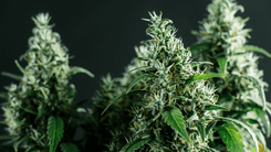 Canabinoides ácidos: a química que revela a integridade da cannabis