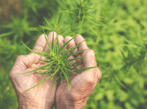 Hemp as an agent in soil regeneration and decontamination
