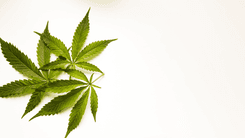 Europa avança na avaliação de risco do Δ8-THC em alimentos de cânhamo