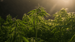 Cannabis: de planta milenar a oportunidade para o agro brasileiro