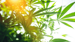 Havaí impõe registro para comércio de cânhamo e amplia acesso à cannabis medicinal