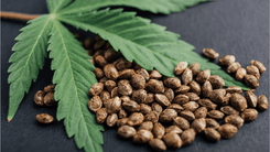 Indústria do cânhamo na Itália contesta decreto que criminaliza flores com baixo teor de THC