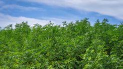 Cultivo legal de cannabis em Marrocos salta para 4.751 hectares e bate recorde de produção