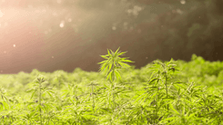 Cânhamo com THC na mira: proposta conservadora pode paralisar setor nos EUA