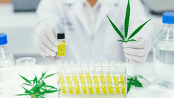 Com foco em eficiência e meio ambiente, Portugal investe em nova geração de extração de cannabis