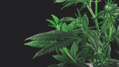 Illinois divulga nova atualização sobre vendas de cannabis em 2025