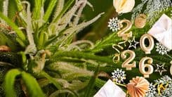 O Ano da Cannabis: tendências e projeções para o mercado de cannabis em 2026