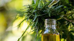 Projeto em SC propõe usar maconha apreendida pela polícia para produzir medicamentos