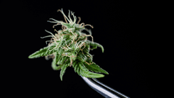  Seminário online desvenda as categorias de produtos medicinais à base de cannabis