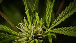 CBG e CBG-A: explorando o potencial terapêutico dos “canabinoides-mãe” da cannabis
